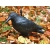 Large XXL starling bird repeller, pigeons, rodents