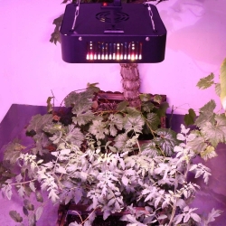 PANEL DO UPRAWY ROSLIN GROW LED 600W FULL SPECTRUM